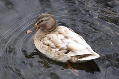 Anas platyrhynchos domesticus