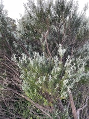 Trigonomyia cristata