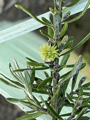 Trigonomyia cristata