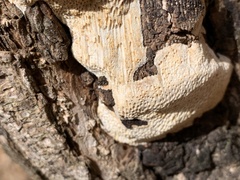 Pycnoporellus alboluteus