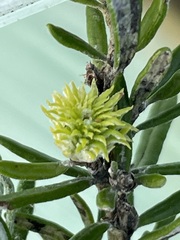 Trigonomyia cristata