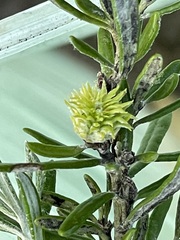 Trigonomyia cristata