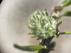 Trigonomyia cristata