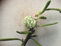 Trigonomyia cristata