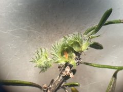 Trigonomyia cristata