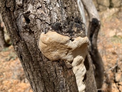 Pycnoporellus alboluteus