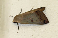 Ophiusa disjungens