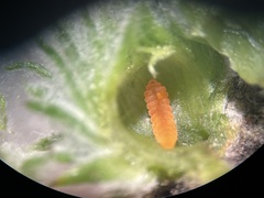 Trigonomyia cristata