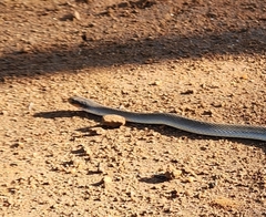 Crotaphopeltis hotamboeia