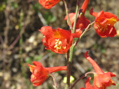 Delphinium cardinale