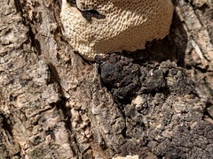 Pycnoporellus alboluteus