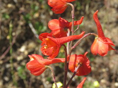 Delphinium cardinale