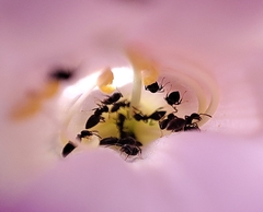 Technomyrmex albipes