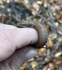 Elgaria multicarinata webbii