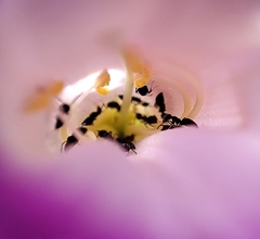 Technomyrmex albipes