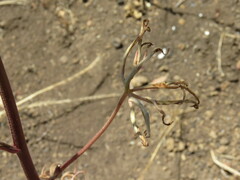 Delphinium cardinale