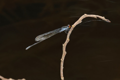 Pseudagrion ignifer