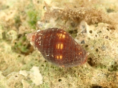 Pseudonebularia chrysalis