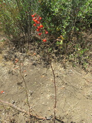 Delphinium cardinale