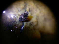 Ochterus