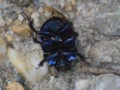 Anoplotrupes stercorosus