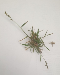 Eragrostis minor