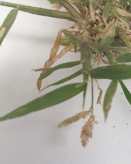 Eragrostis minor