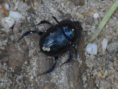 Anoplotrupes stercorosus