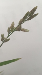 Eragrostis minor