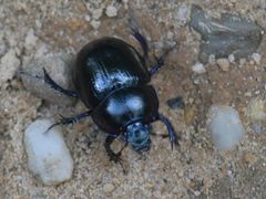 Anoplotrupes stercorosus
