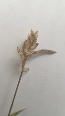 Eragrostis minor