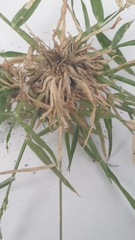 Eragrostis minor