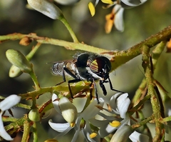 Stomorhina subapicalis