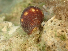 Pseudonebularia chrysalis