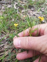Zornia dyctiocarpa