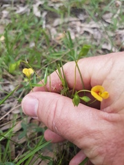 Zornia dyctiocarpa