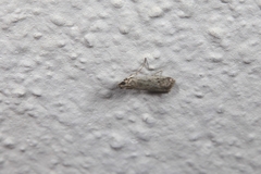 Homoeosoma nebulella