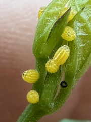 Heliconius charithonia