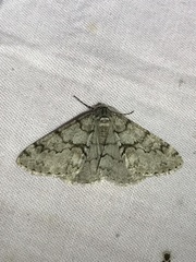 Phigalia denticulata