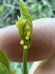 Heliconius charithonia