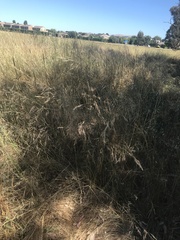 Austrostipa bigeniculata