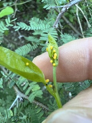 Heliconius charithonia