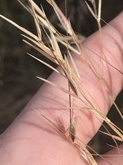 Austrostipa bigeniculata