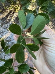 Pithecellobium keyense