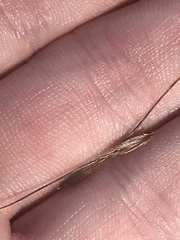 Austrostipa bigeniculata