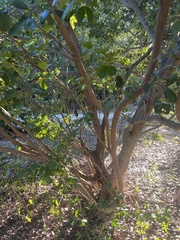 Pithecellobium keyense