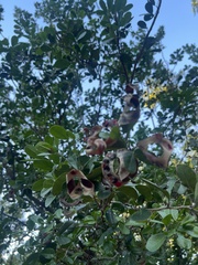 Pithecellobium keyense