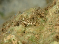 Blenniidae
