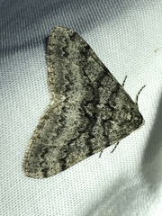 Phigalia denticulata