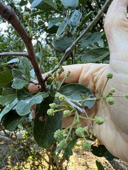 Pithecellobium keyense